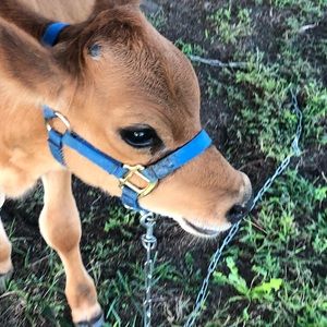 Meet your Posher, Alex